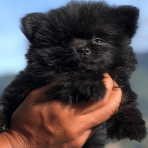 pomerania mini precio negro criadero medellin