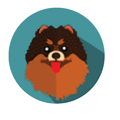 Criadero Pomerania Mini Ruso Cara de oso Medellin Precio