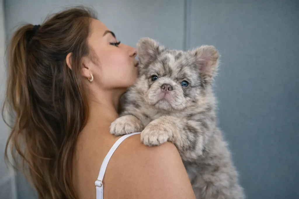 Cachorro Bulldog Francés Fluffy para entrega en Alajuela