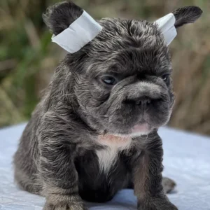 Cachorro Bulldog Francés Big Rope fluffy blue atigrado