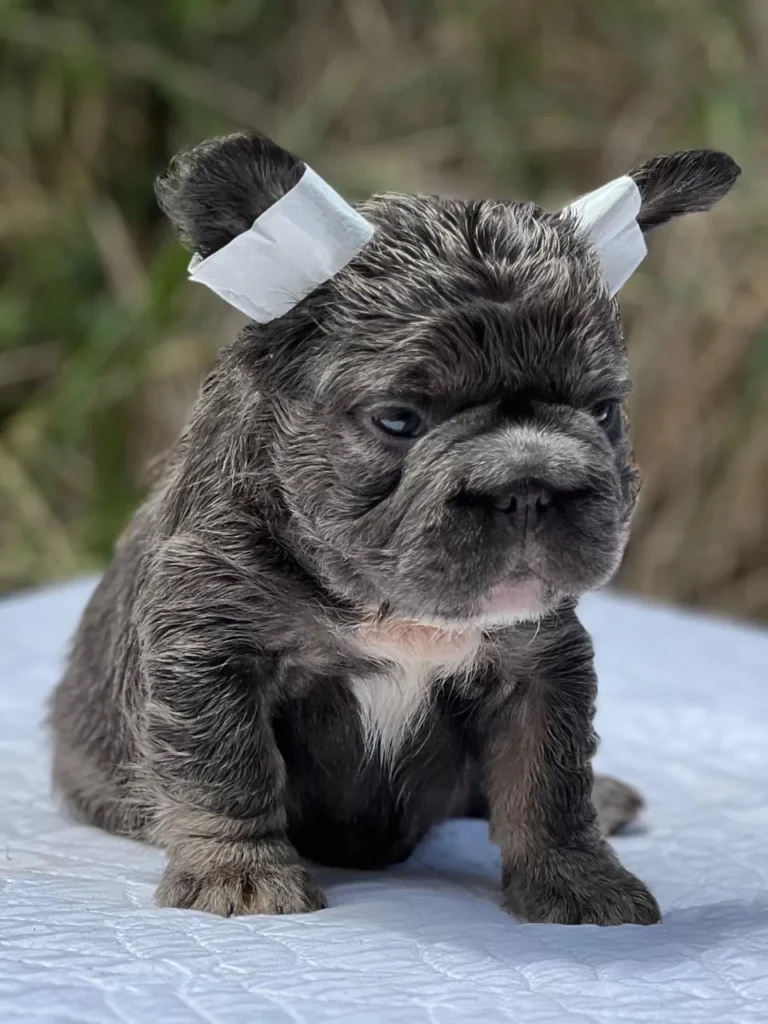 Cachorro Bulldog Francés Big Rope fluffy blue atigrado