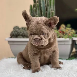 Cachorro Bulldog Francés fluffy isabella