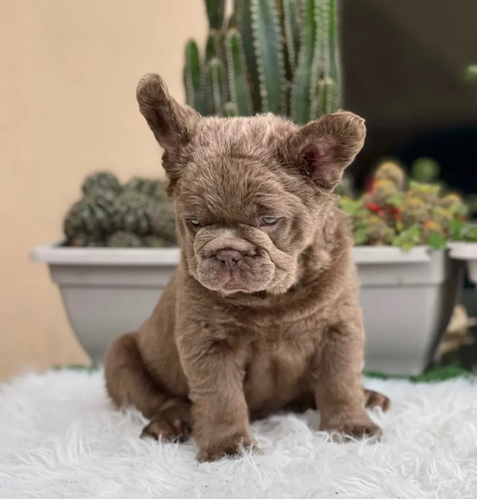 Cachorro Bulldog Francés fluffy isabella