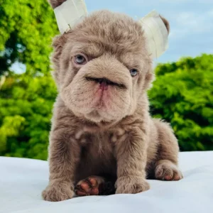 Cachorro Bulldog Francés Big Rope fluffy lilac
