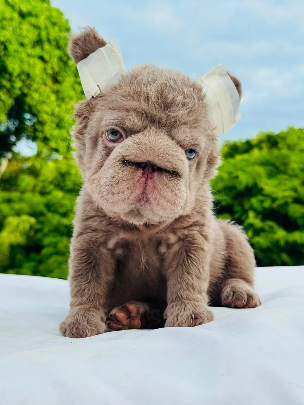 Cachorro Bulldog Francés Big Rope fluffy lilac