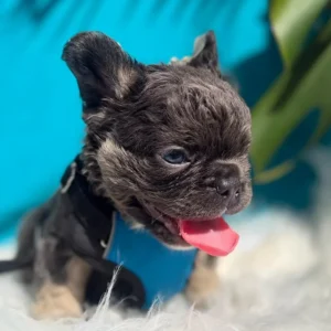 Cachorro Bulldog Francés fluffy black and tan