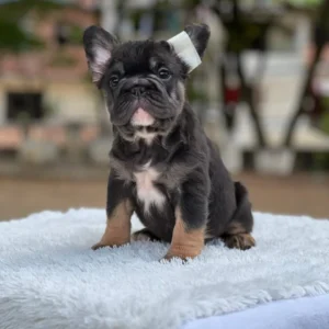 Cachorro Bulldog Francés fluffy black and tan con pecho blanco