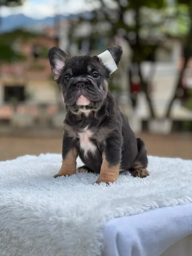 Cachorro Bulldog Francés fluffy black and tan con pecho blanco