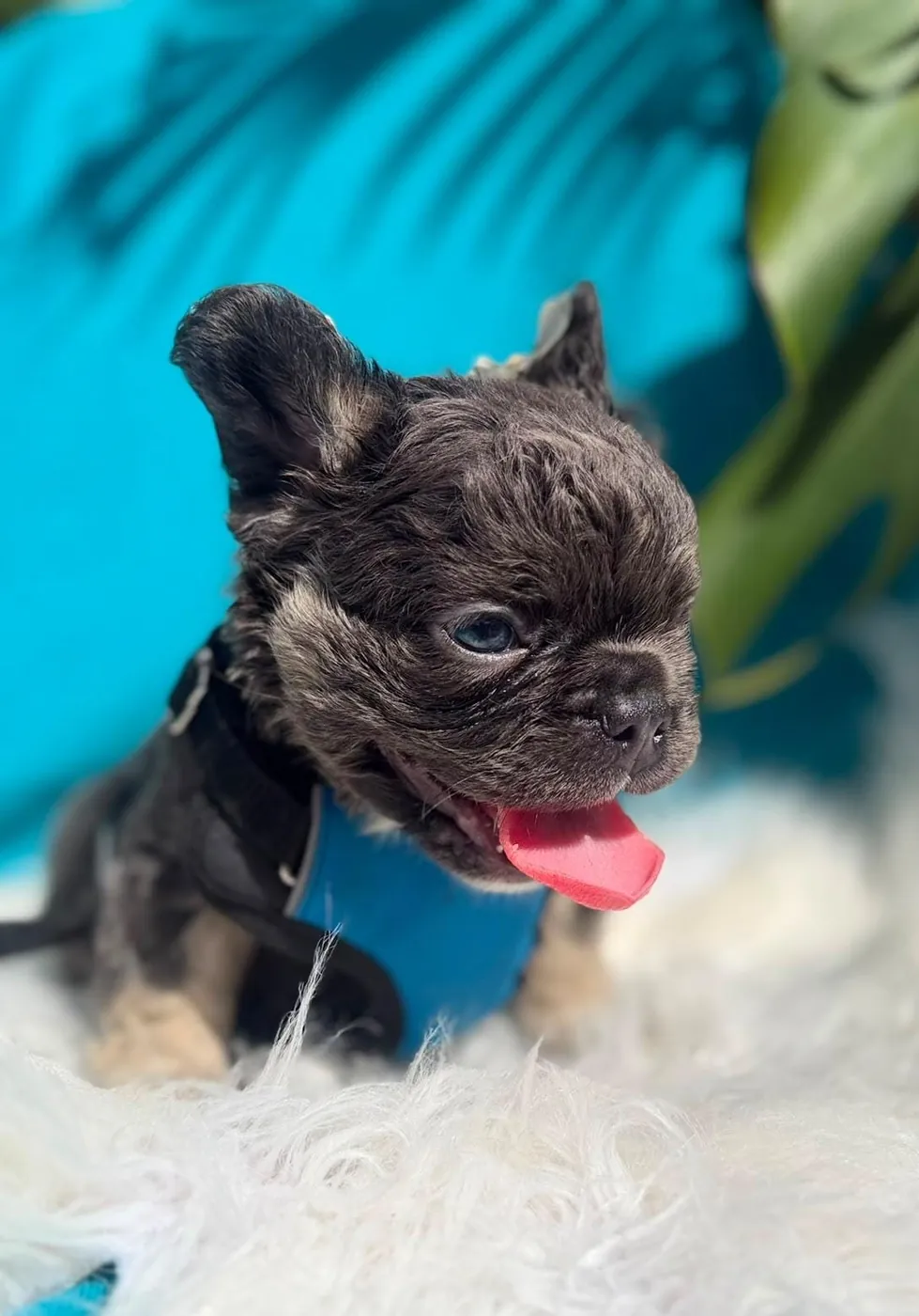 Cachorro Bulldog Francés fluffy black and tan