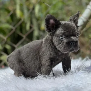 Cachorro Bulldog Francés fluffy blue de ojos azules