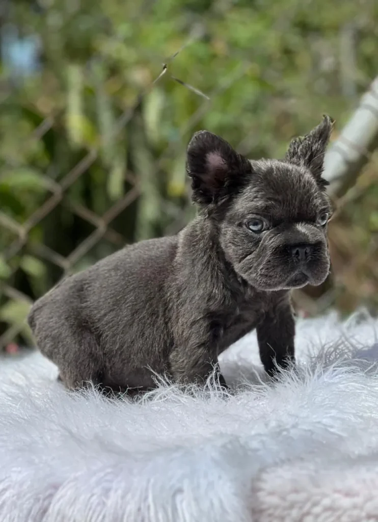 Cachorro Bulldog Francés fluffy blue de ojos azules
