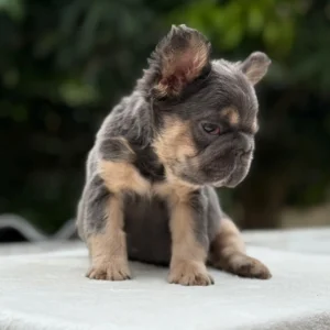 Cachorro Bulldog Francés fluffy blue and tan