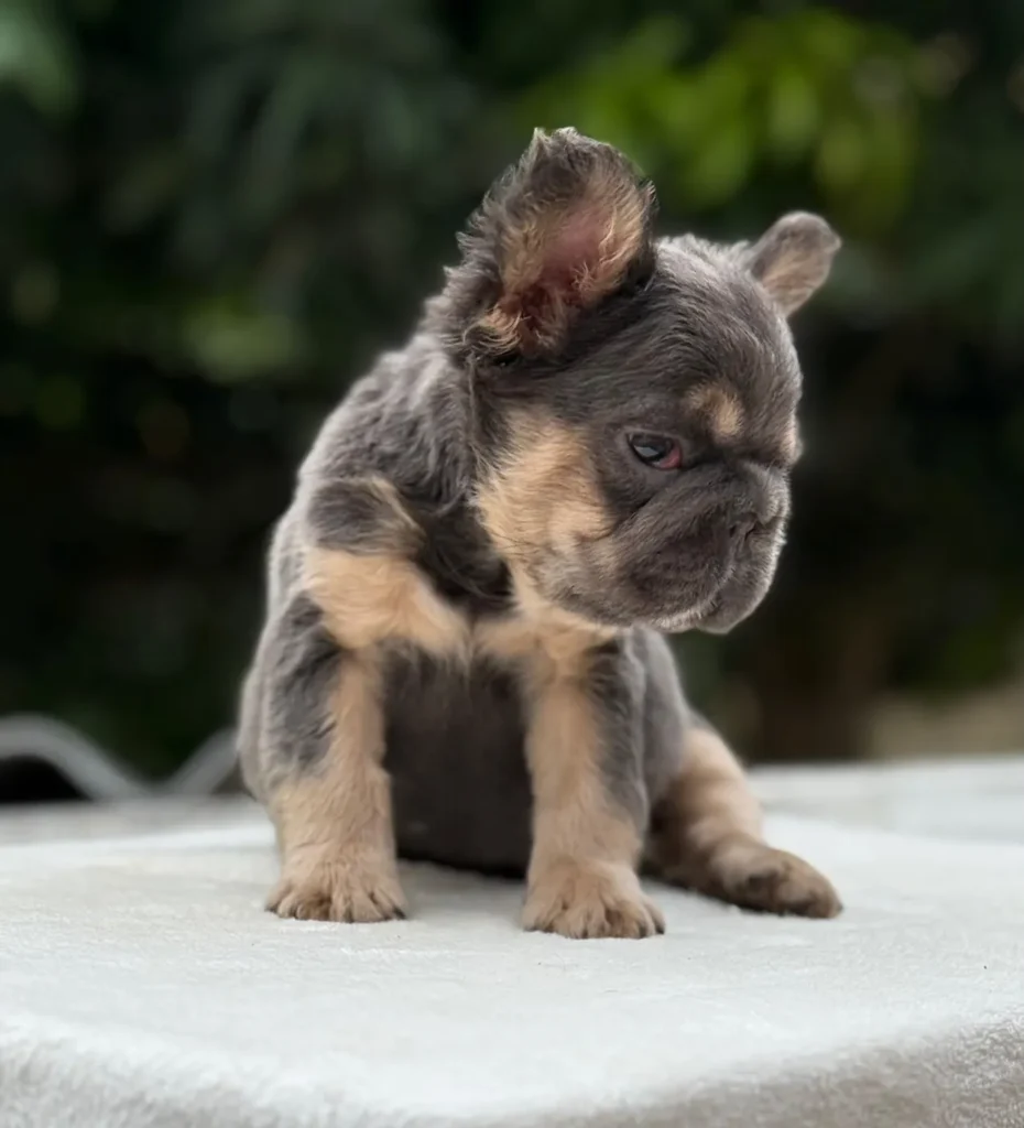 Cachorro Bulldog Francés fluffy blue and tan