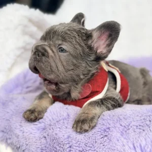 Cachorro Bulldog Francés fluffy blue and tan con chaleco rojo