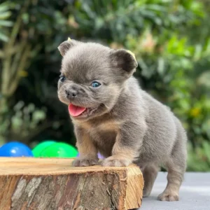 Cachorro Bulldog Francés fluffy blue and tan sacando la lengua