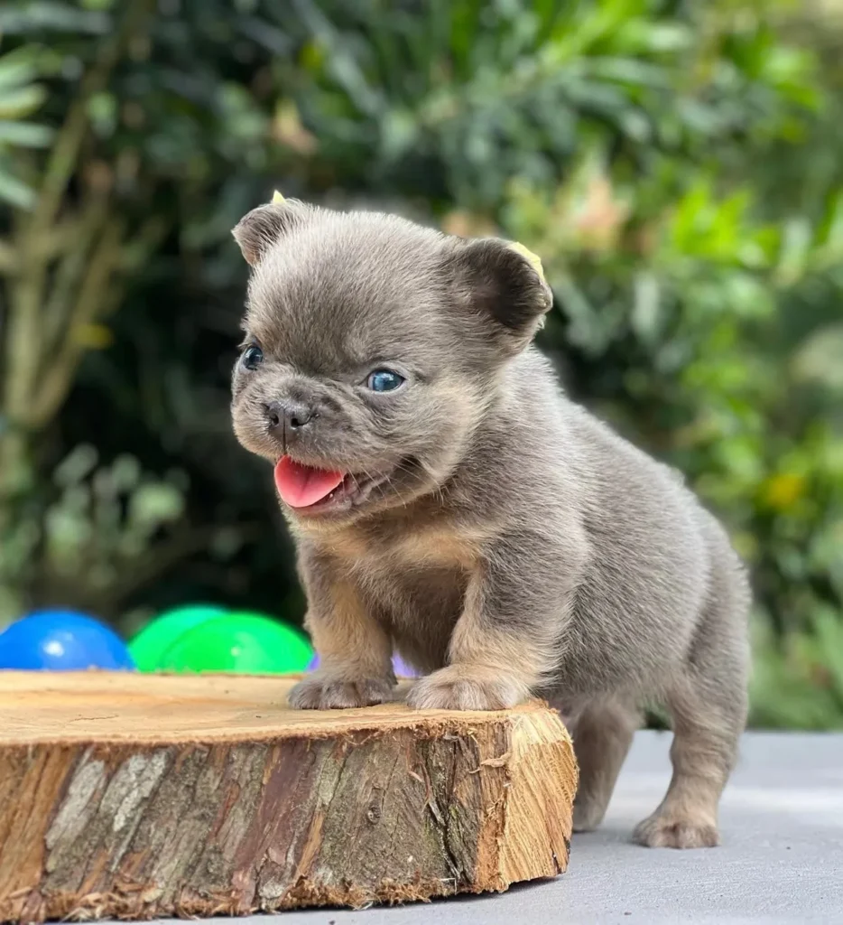 Cachorro Bulldog Francés fluffy blue and tan sacando la lengua