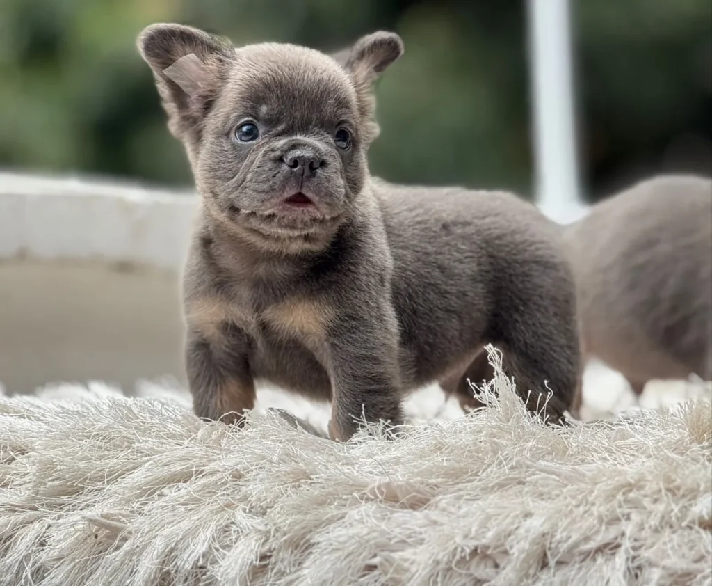 Cachorro Bulldog Francés fluffy blue and tan de pie