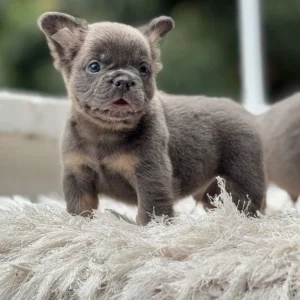 Cachorro Bulldog Francés fluffy blue and tan de pie