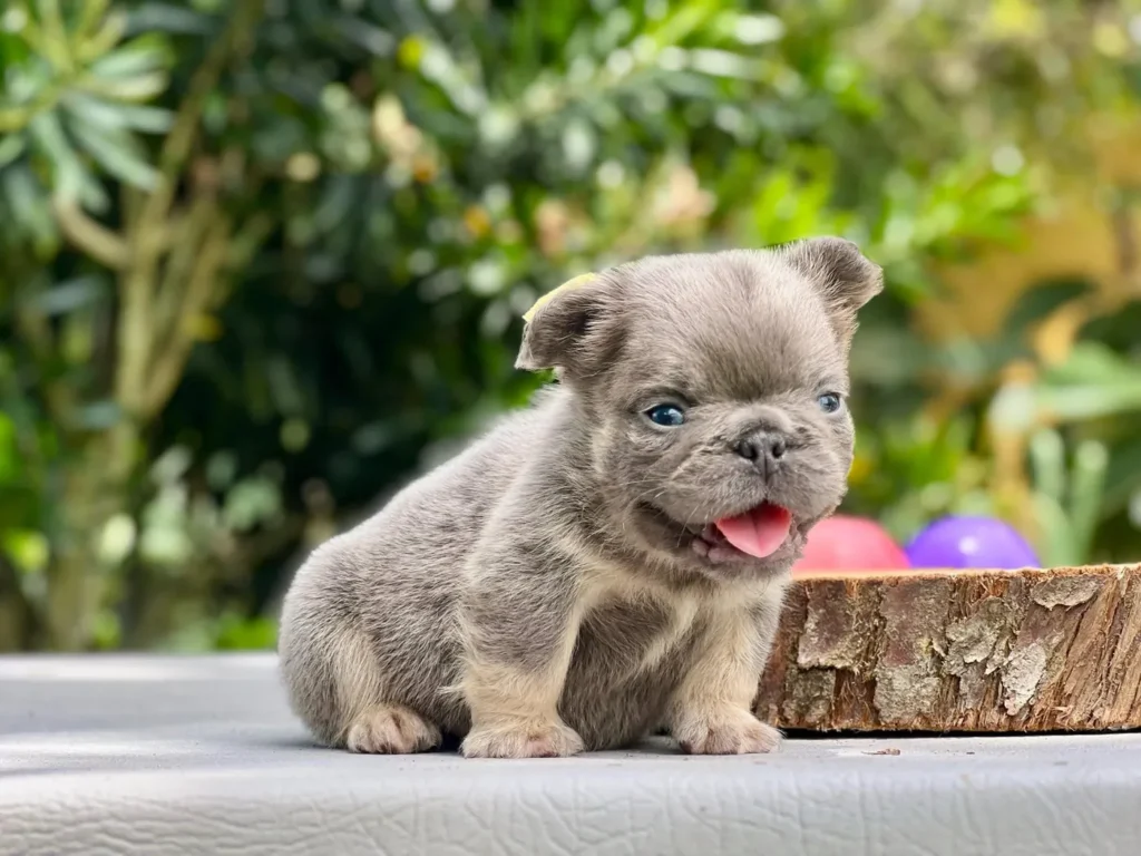 Cachorro Bulldog Francés fluffy blue and tan feliz