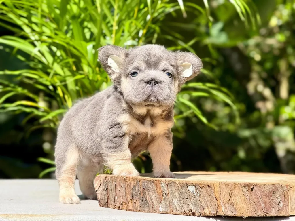 Cachorro Bulldog Francés fluffy blue and tan sobre un tronco para entrega en Valledupar