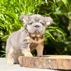 Cachorro Bulldog Francés fluffy blue and tan sobre un tronco