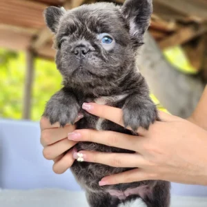 Cachorro Bulldog Francés fluffy blue atigrado de ojo azul