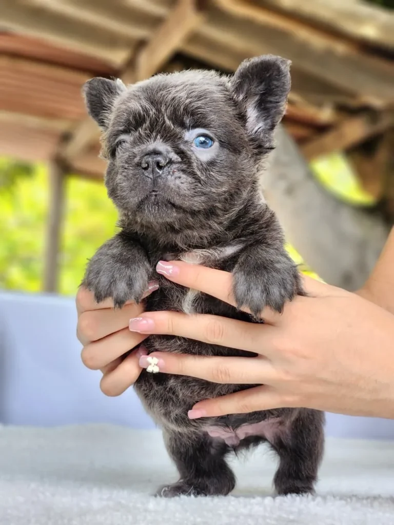 Cachorro Bulldog Francés fluffy blue atigrado de ojo azul