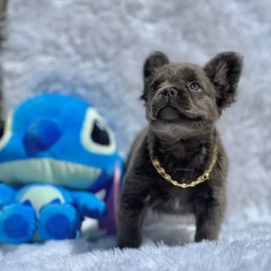Cachorro Bulldog Francés fluffy blue con cadena dorada