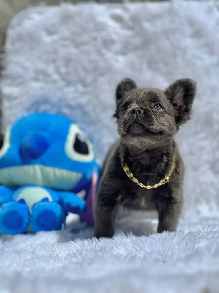Cachorro Bulldog Francés fluffy blue con cadena dorada