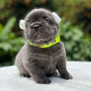 Cachorro Bulldog Francés fluffy blue con collar amarillo