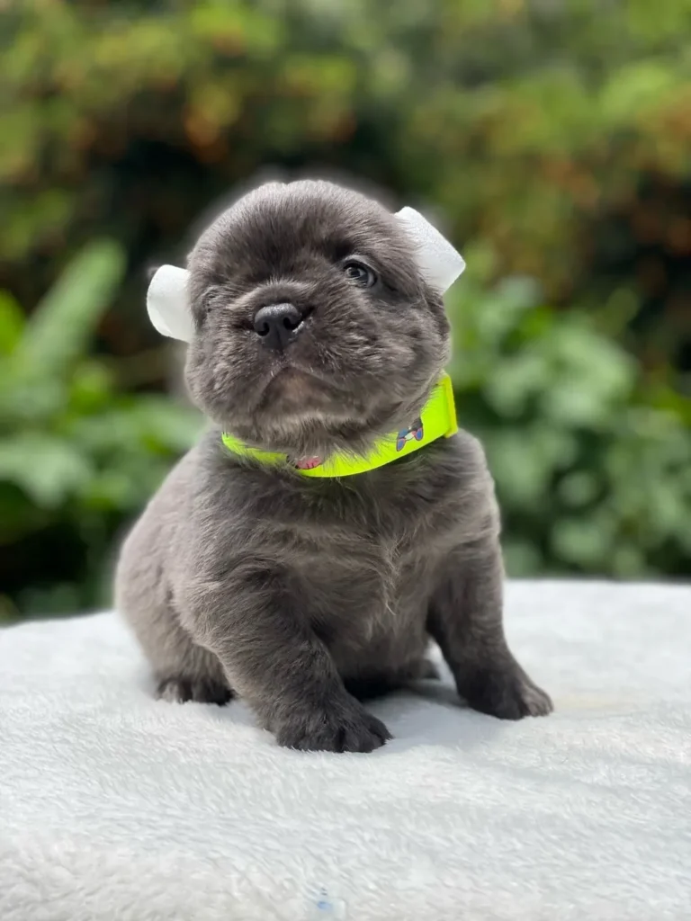 Cachorro Bulldog Francés fluffy blue con collar amarillo
