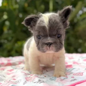 Cachorro Bulldog Francés fluffy blue y crema