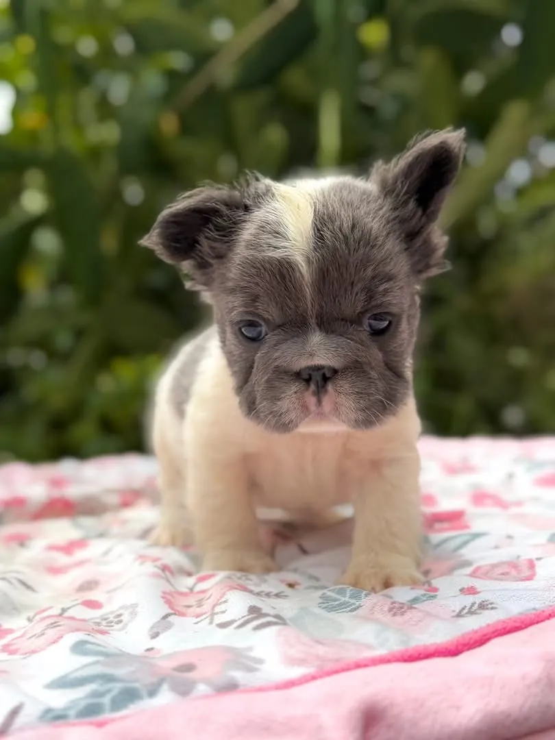 Cachorro Bulldog Francés fluffy blue y crema