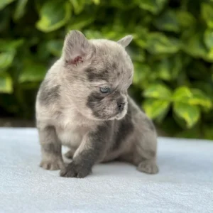Cachorro Bulldog Francés fluffy blue merle sentado