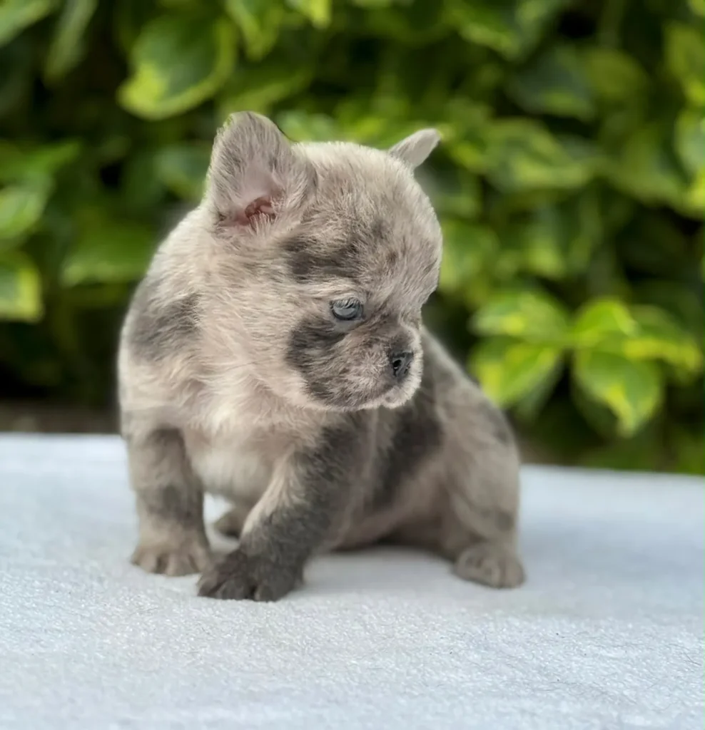 Cachorro Bulldog Francés fluffy blue merle sentado