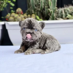 Cachorro Bulldog Francés fluffy blue merle and tan sacando la lengua