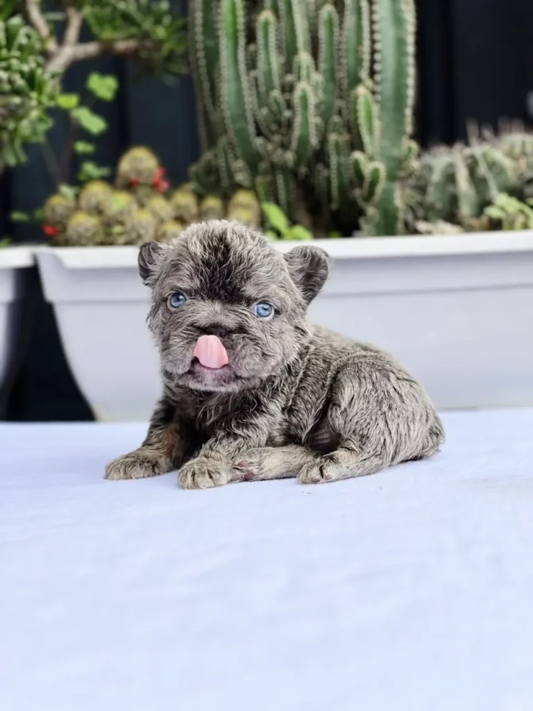 Cachorro Bulldog Francés fluffy blue merle and tan sacando la lengua