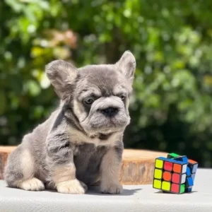 Cachorro Bulldog Francés fluffy blue merle and tan sentado