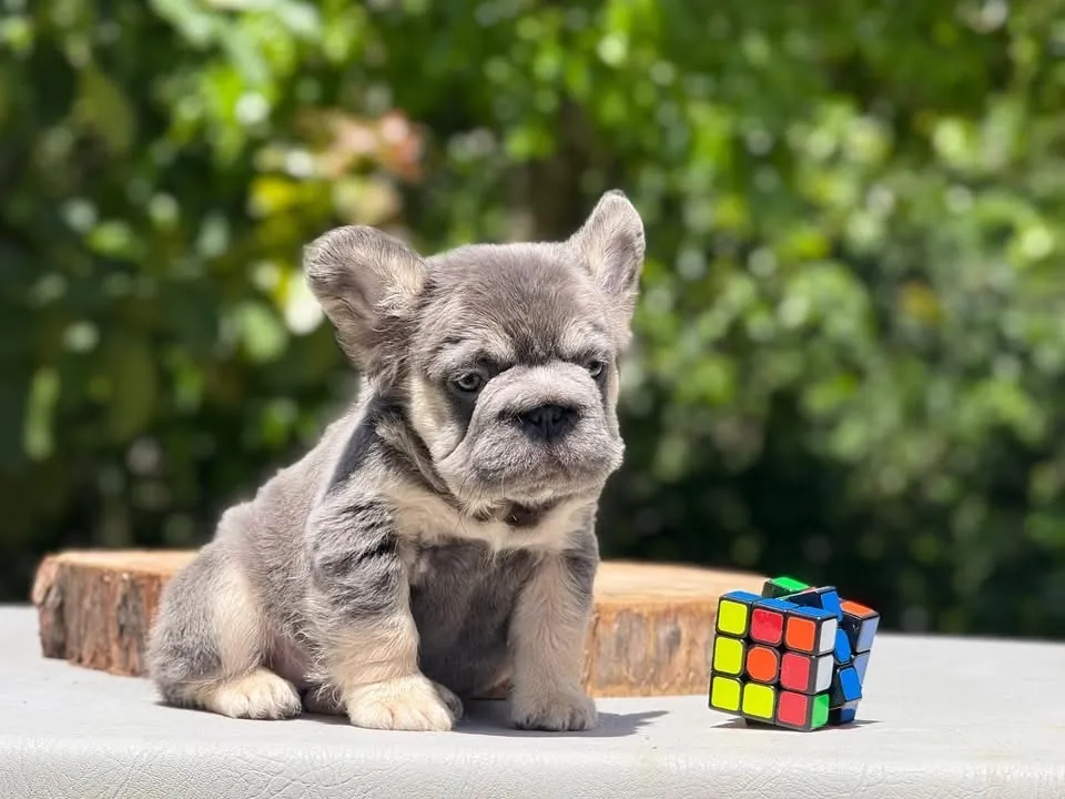 Cachorro Bulldog Francés fluffy blue merle and tan sentado