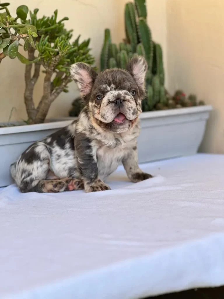 Cachorro Bulldog Francés fluffy blue merle and tan sentado