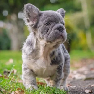 Cachorro Bulldog Francés fluffy blue merle caminando al aire libre