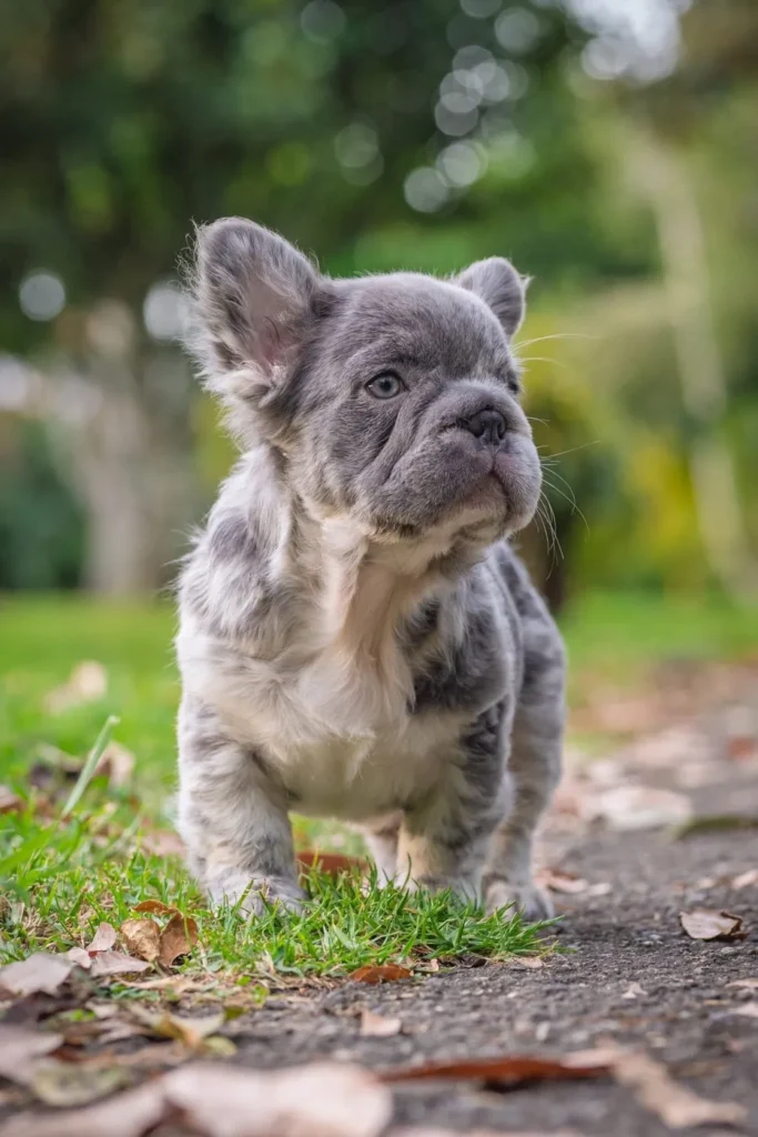 Cachorro Bulldog Francés fluffy blue merle caminando al aire libre