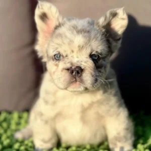 Cachorro Bulldog Francés fluffy blue merle claro