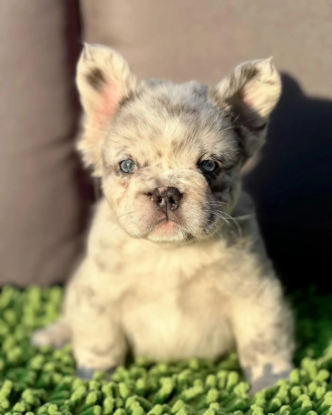 Cachorro Bulldog Francés fluffy blue merle claro