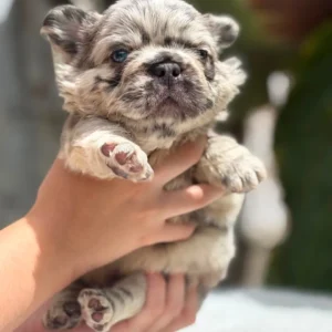 Cachorro Bulldog Francés fluffy blue merle en brazos