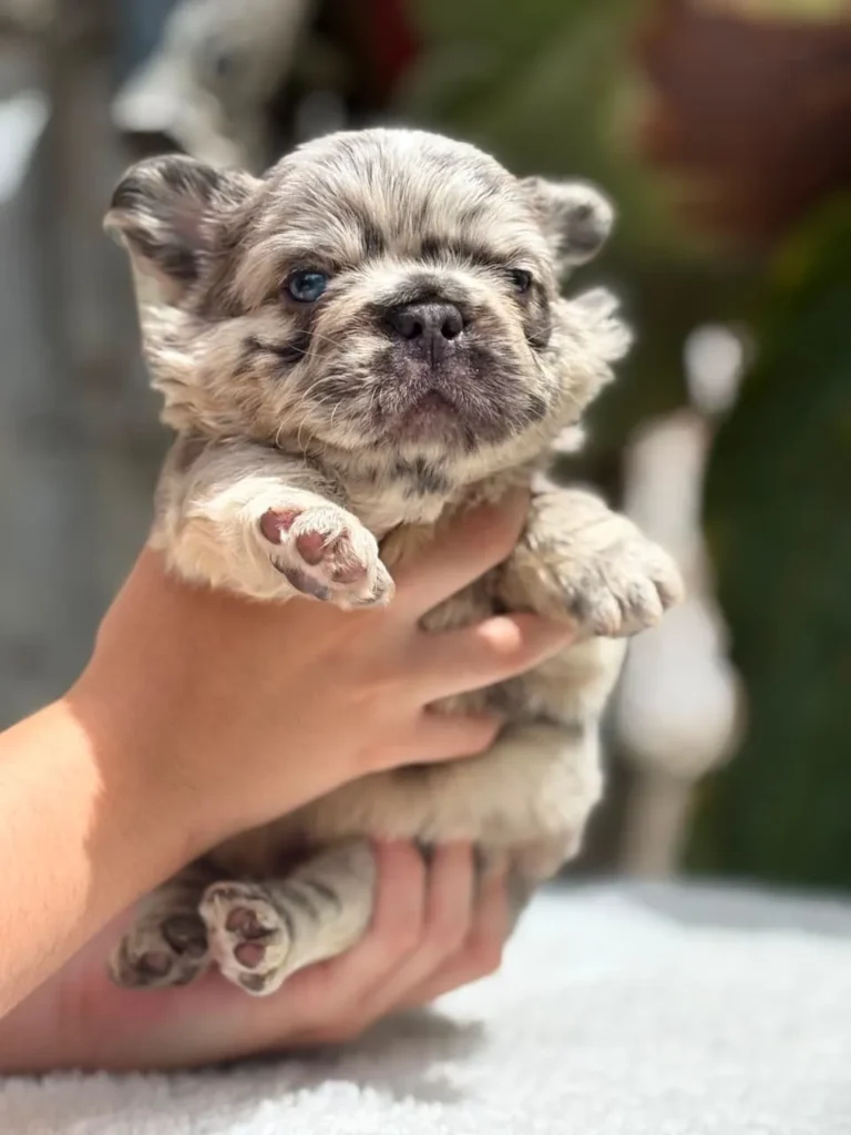 Cachorro Bulldog Francés fluffy blue merle en brazos