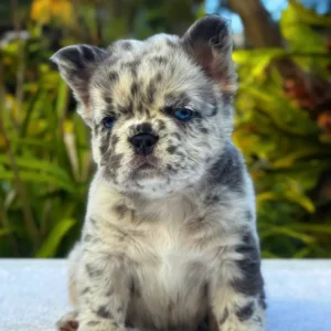 Cachorro Bulldog Francés fluffy blue merle de ojos azules en el jardín