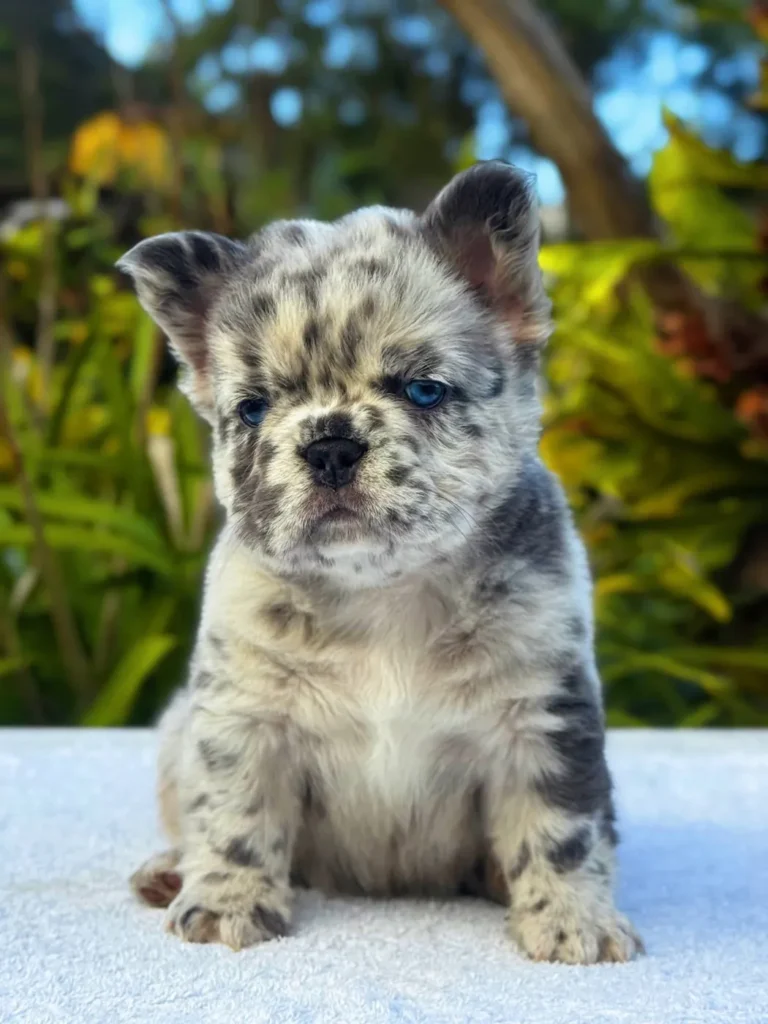 Cachorro Bulldog Francés fluffy blue merle de ojos azules en el jardín