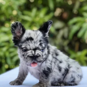 Cachorro Bulldog Francés fluffy blue merle sacando la lengua