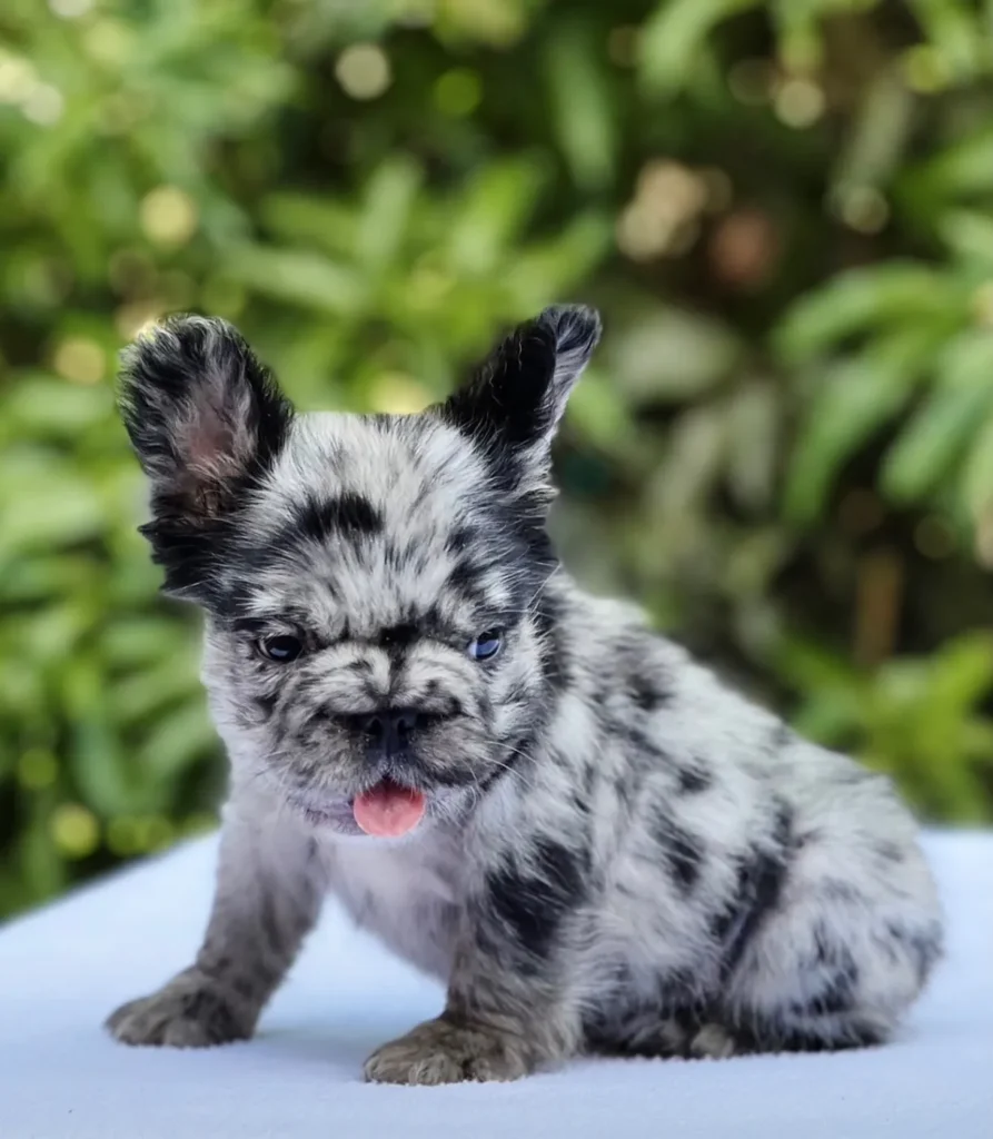 Cachorro Bulldog Francés fluffy blue merle sacando la lengua
